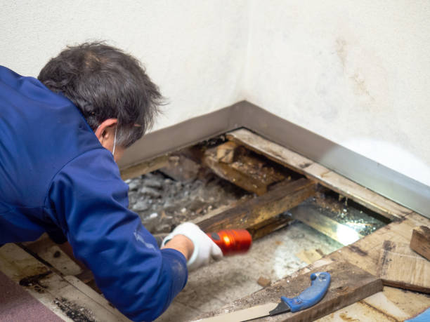 Best Office Mold Removal Services  in Manson, IA