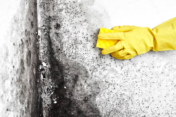 Office Mold Removal Services in Manson, IA