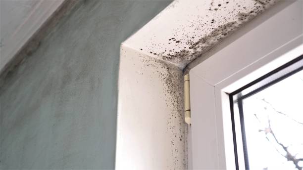 Best Affordable Mold Removal  in Manson, IA