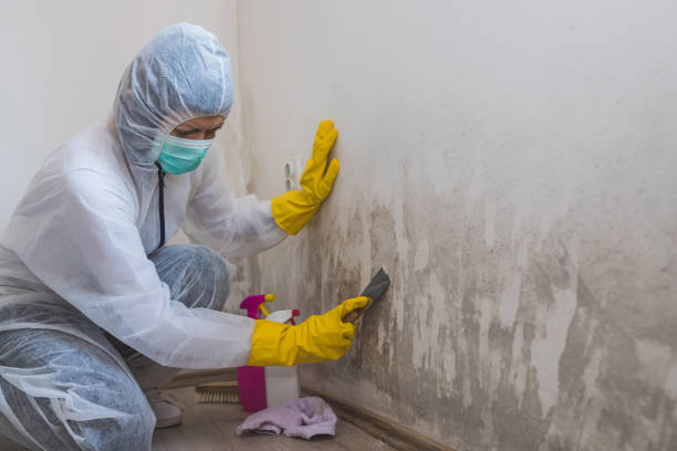 Best Toxic Mold Removal  in Manson, IA