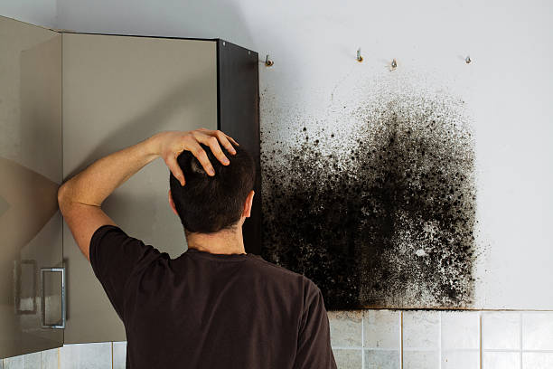 Best Mold Damage Repair  in Manson, IA